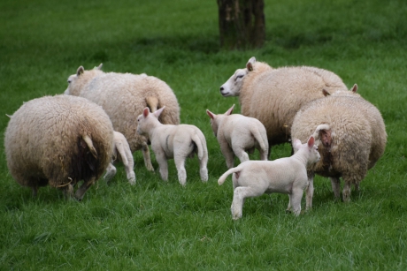 Familie schaap
