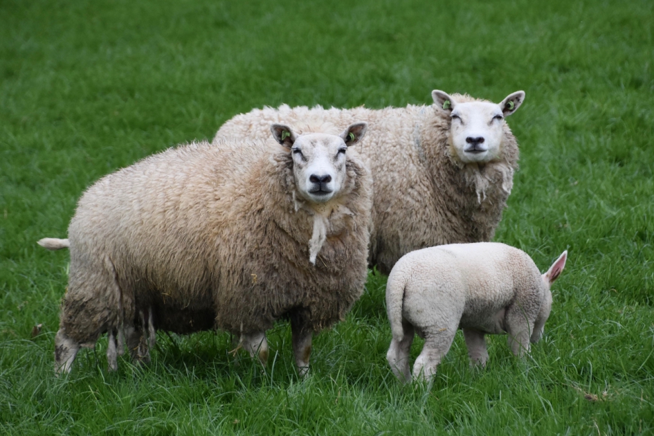 Familie schaap - Zoogdieren - 
