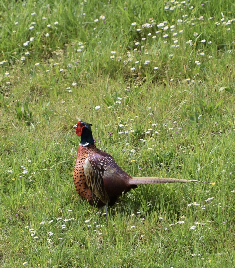 Fazant - Vogels - 