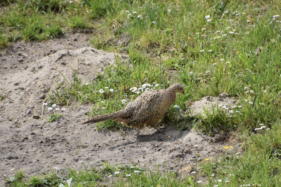 Fazant (vrouw) - Vogels - 
