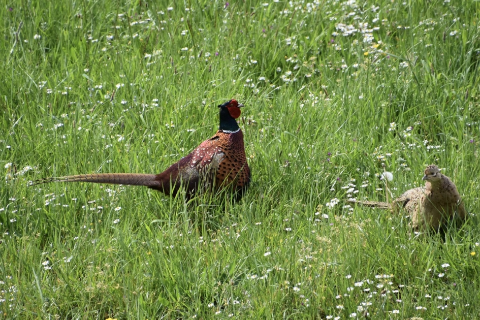 Fazanten paartje - Vogels - 