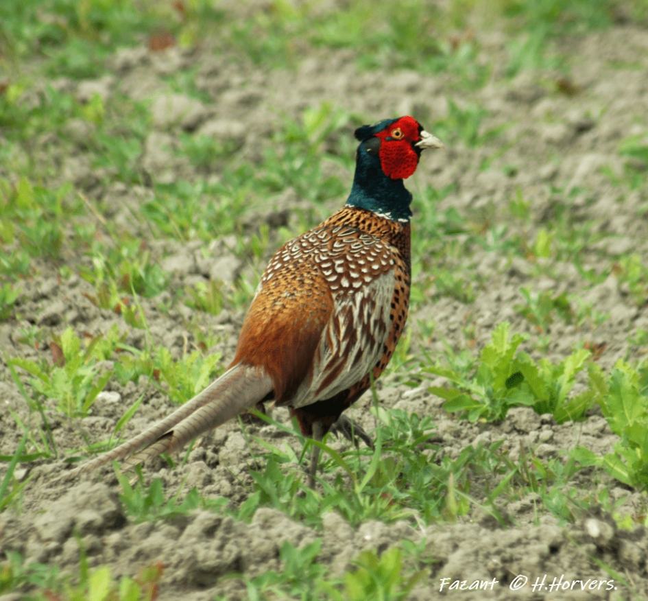 Fazanthaan. - Vogels - Fazanthaan.