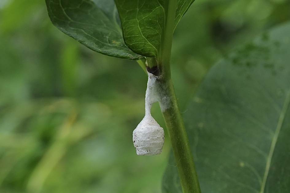 Feeenlampje - Geleedpotigen - Feeenlampje