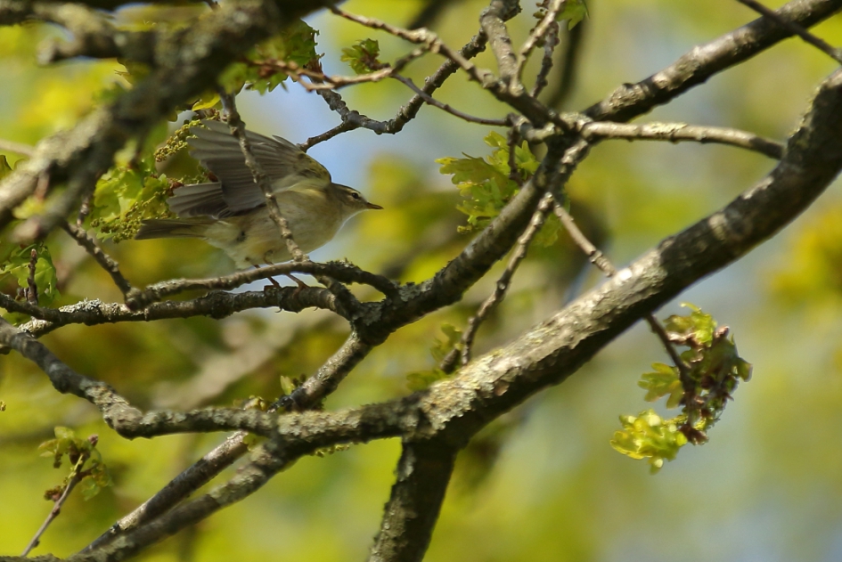fitis bij windkracht 5 - Vogels - fitis