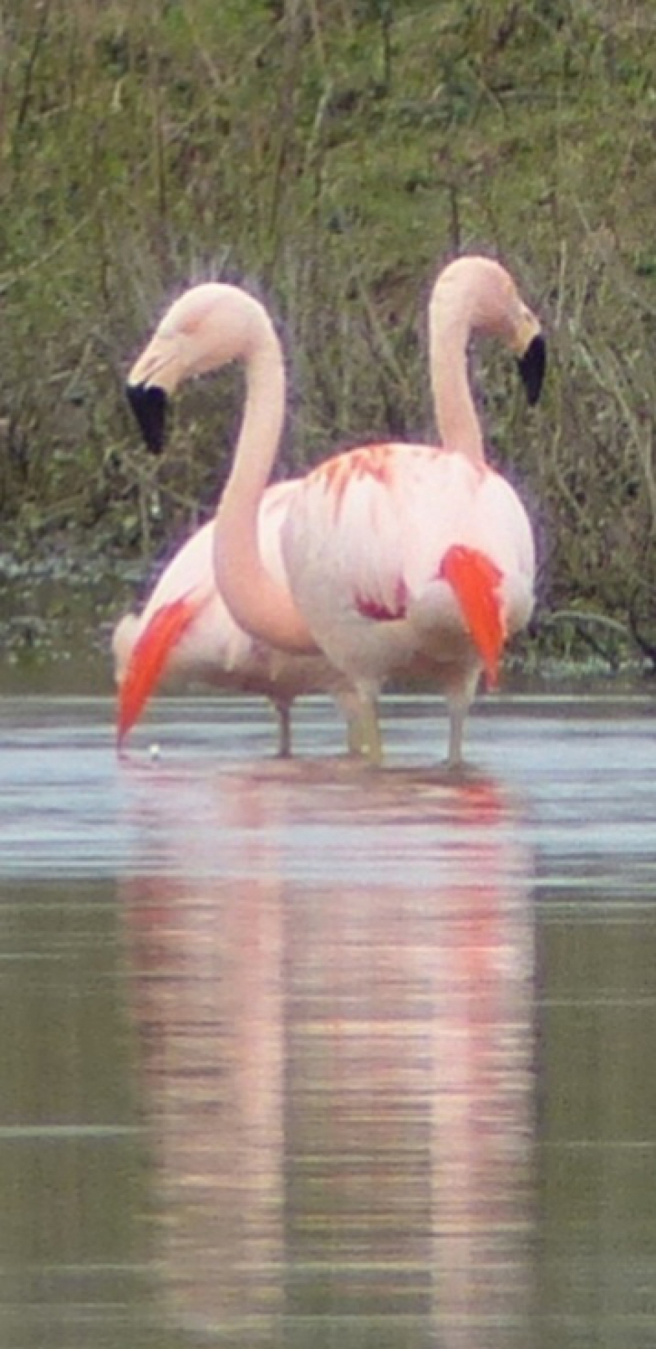 Flamingo's bij het Engelse werk in Zwolle - Vogels - Flamingo's