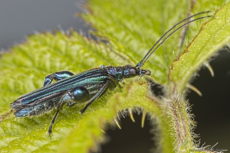 Fraaie schijnbok (Oedemera nobilis)