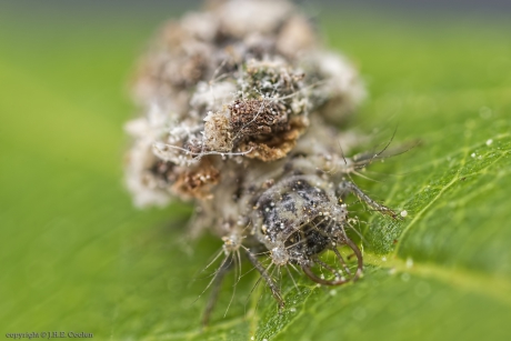 Franjegaasvlieg (Chrysopidia ciliata)