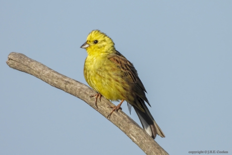 Geelgors (Emberiza citrinella)