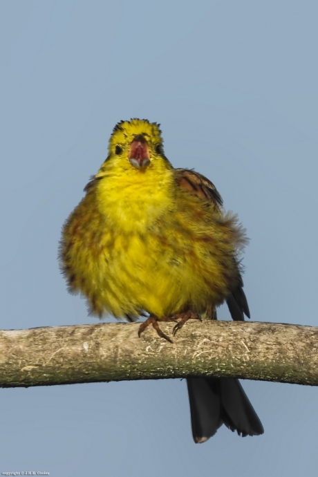 Geelgors (Emberiza citrinella)
