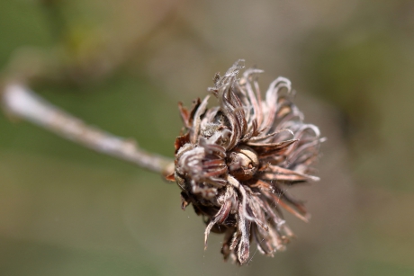 geen uitgebloeide bloem.....