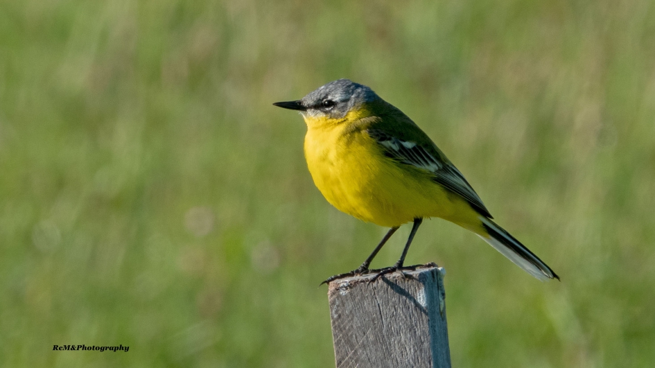 Gele kwikstaart. - Vogels - Gele kwikstaart.