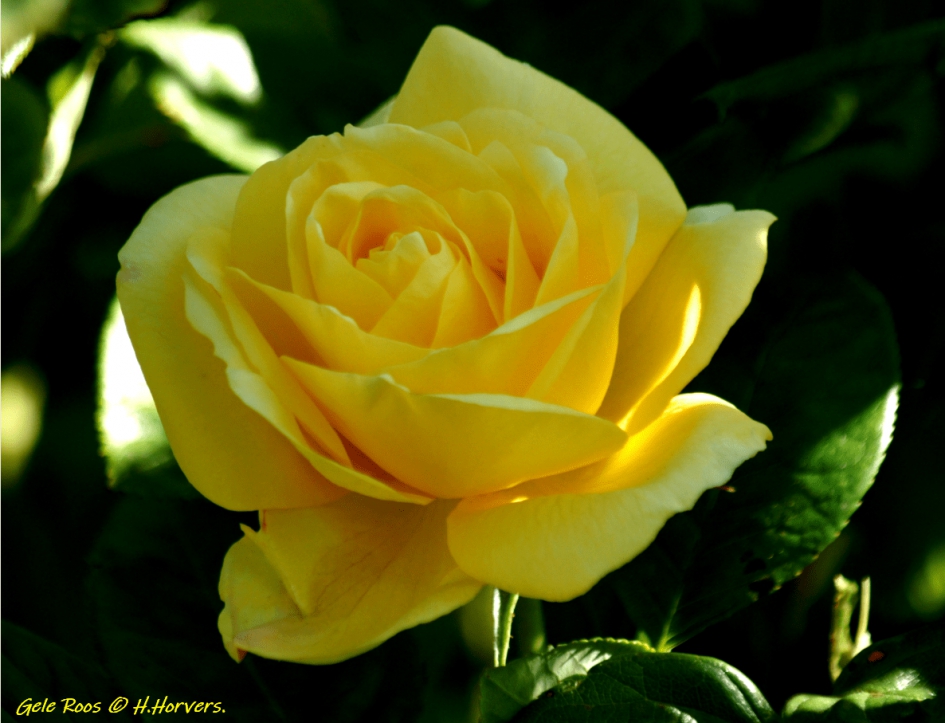 Gele Roos - Planten - Gele Roos