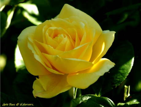 Gele Roos
