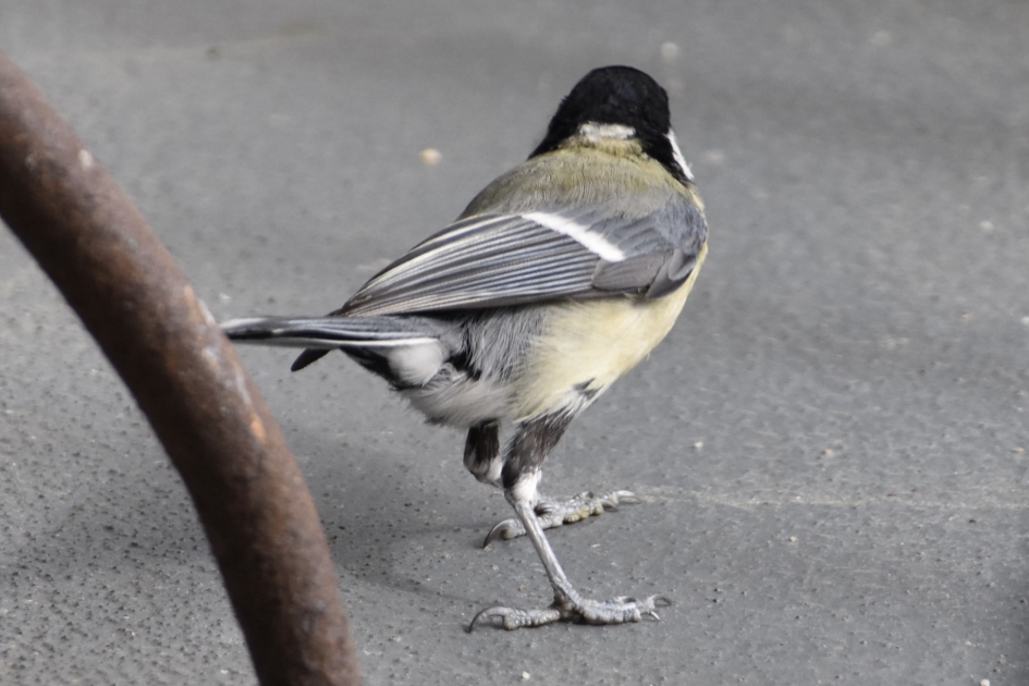 Genoeg geweest - Vogels - 