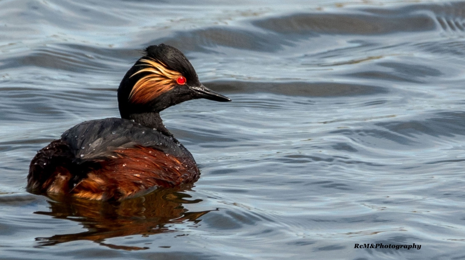 Geoorde fuut. - Vogels - Geoorde fuut.