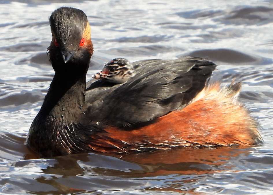 Geoorde Fuut met jong. - Vogels - Geoorde Fuut
