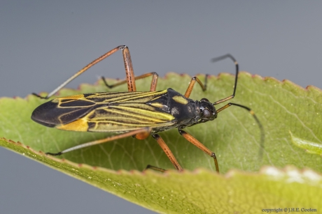 Geribde prachtblindwants (Miris striatus)