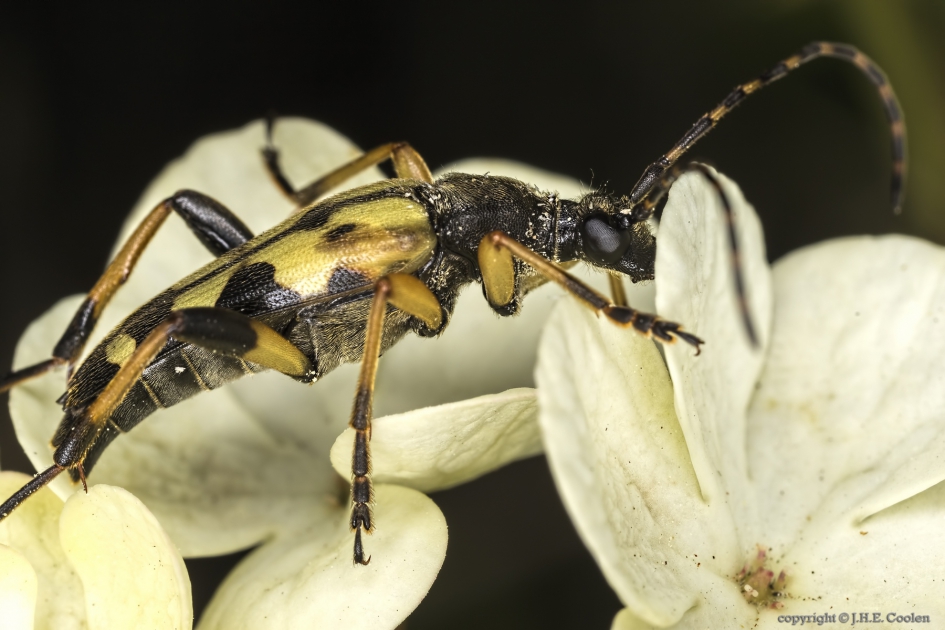 Geringelde smalboktor (Rutpela maculata) - Geleedpotigen - Geringelde smalboktor