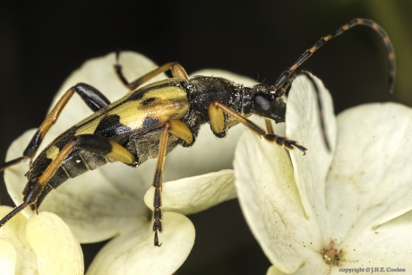 Geringelde smalboktor (Rutpela maculata)