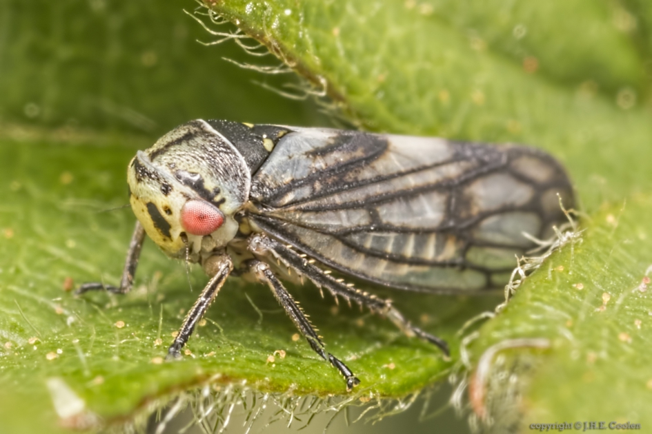 Gewone berkenmaskercicade (Oncopsis flavicollis) - Geleedpotigen - Gewone berkenmaskercicade