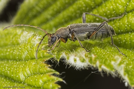 Gewone bloesemboktor (Grammoptera ruficornis)