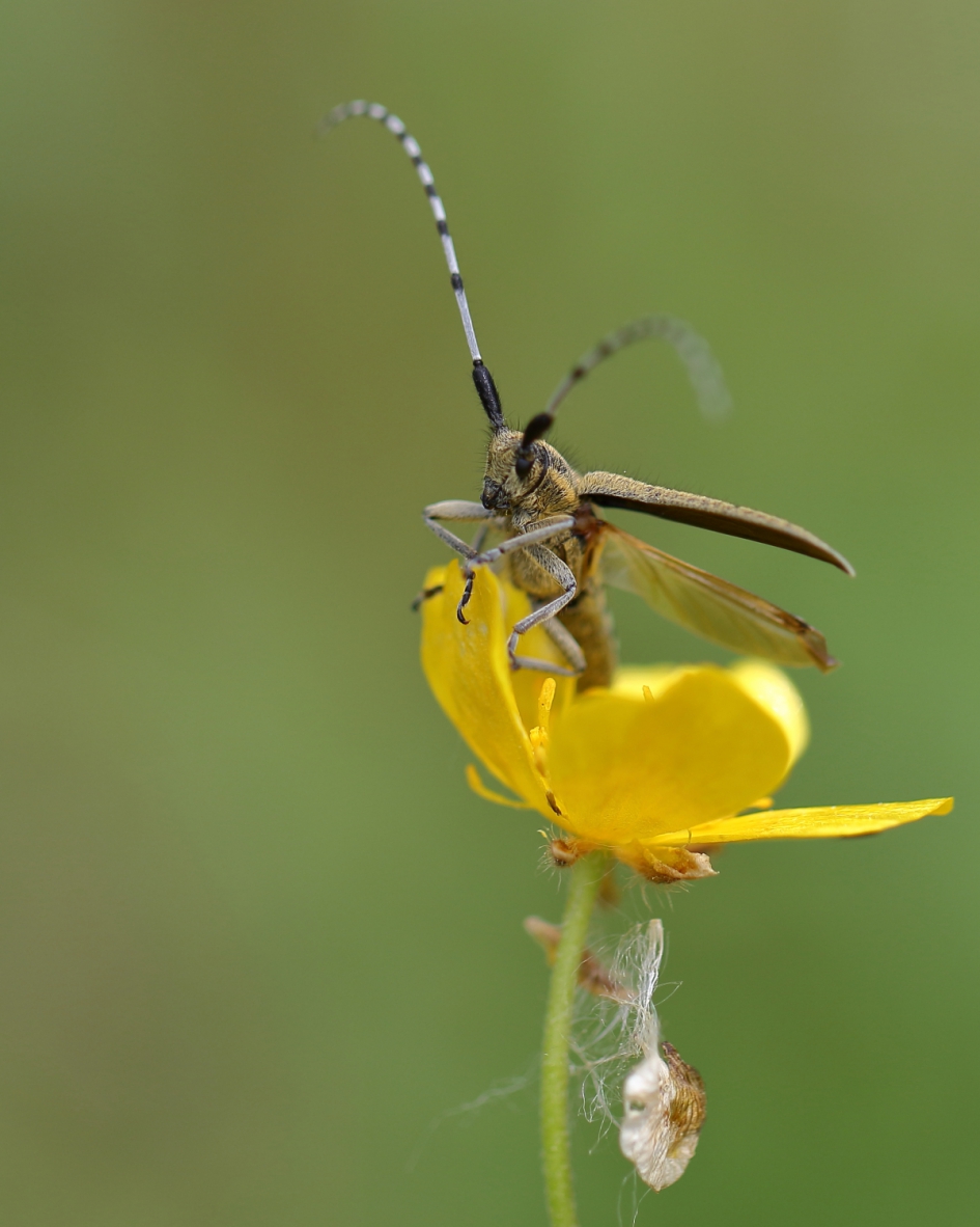 gewone distelboktor - Geleedpotigen - gewone distelboktor