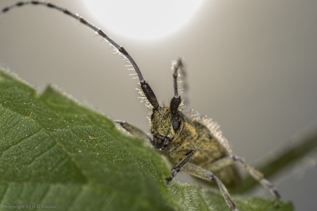 Gewone distelboktor (Agapanthia villosoviridescens)