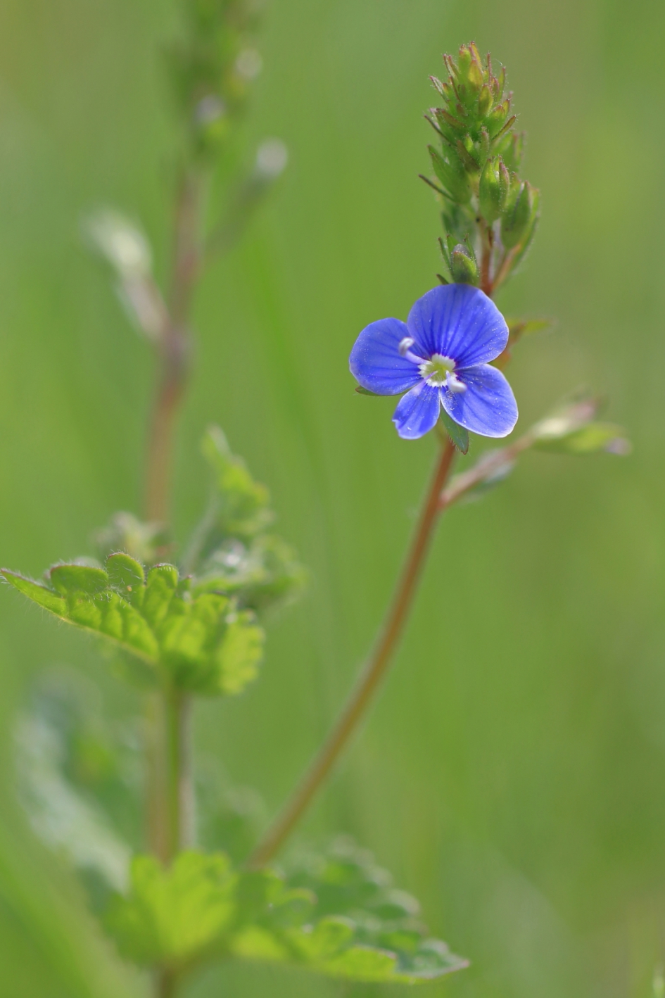 gewone ereprijs - Planten - gewone ereprijs