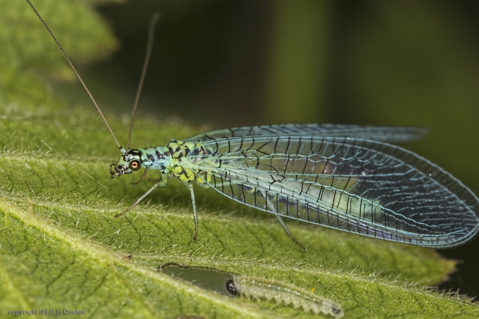 Gewone gaasvlieg (Chrysopa perla) - Geleedpotigen - Gewone gaasvlieg
