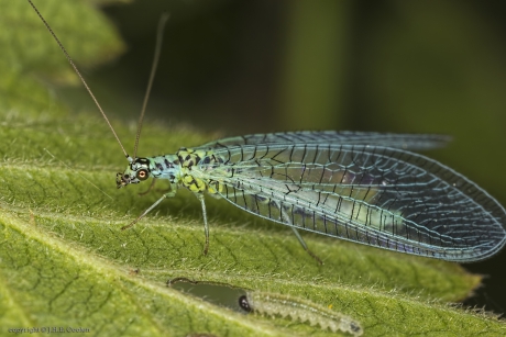 Gewone gaasvlieg (Chrysopa perla)