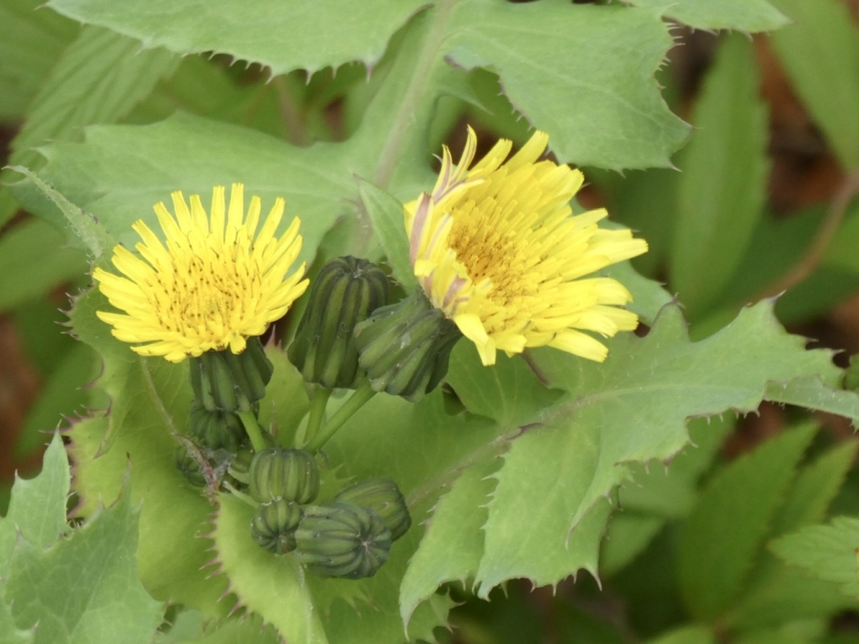 Gewone melkdistel - Planten - 