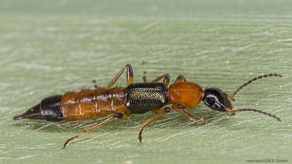 Gewone oeverkortschilkever - Geleedpotigen - Gewone oeverkortschildkever