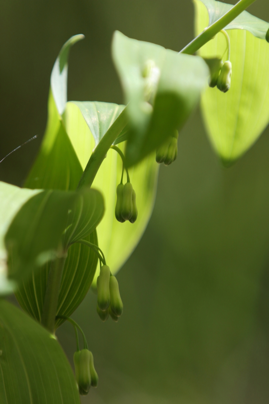 gewone salomonszegel - Planten - gewone salomonszegel