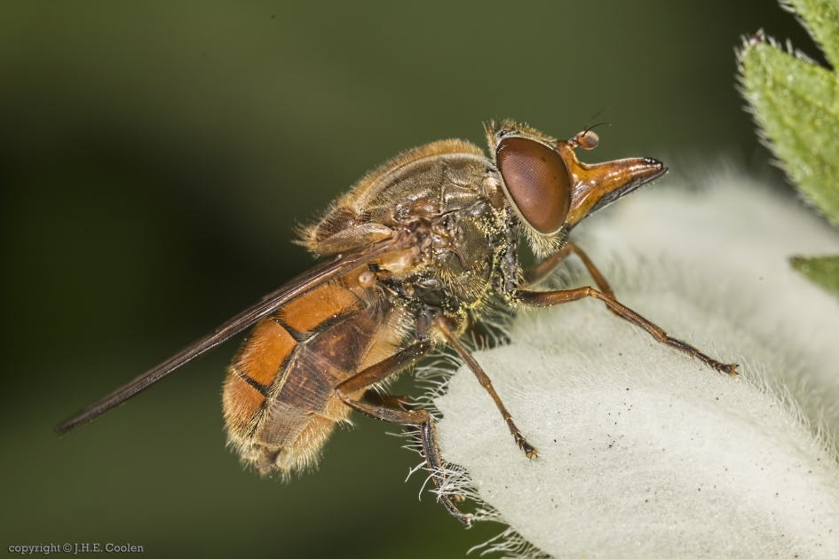 Gewone snuitvlieg (Rhingia campestris) - Geleedpotigen - Gewone snuitvlieg