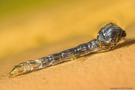 Gewone steekmug (Culex pipiens) 1