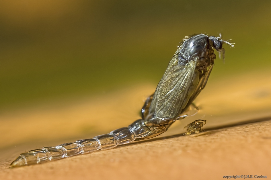 Gewone steekmug (Culex pipiens) 2 - Geleedpotigen - Gewone steekmug
