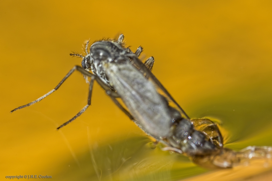 Gewone steekmug (Culex pipiens) 3 - Geleedpotigen - Gewone steekmug