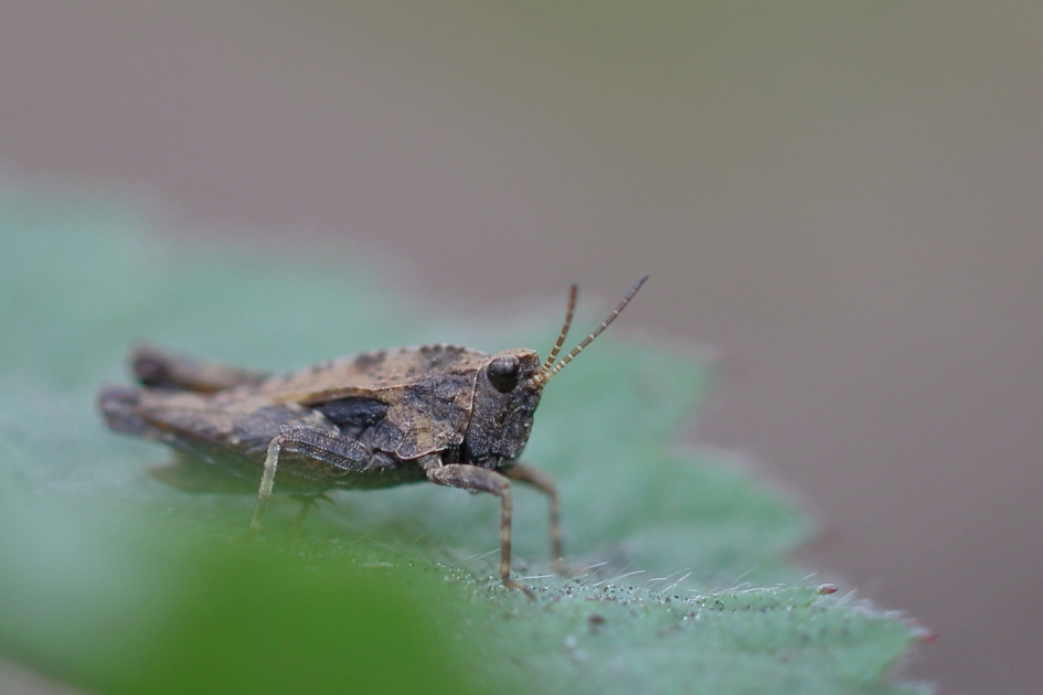 gewoon doorntje - Geleedpotigen - gewoon doorntje