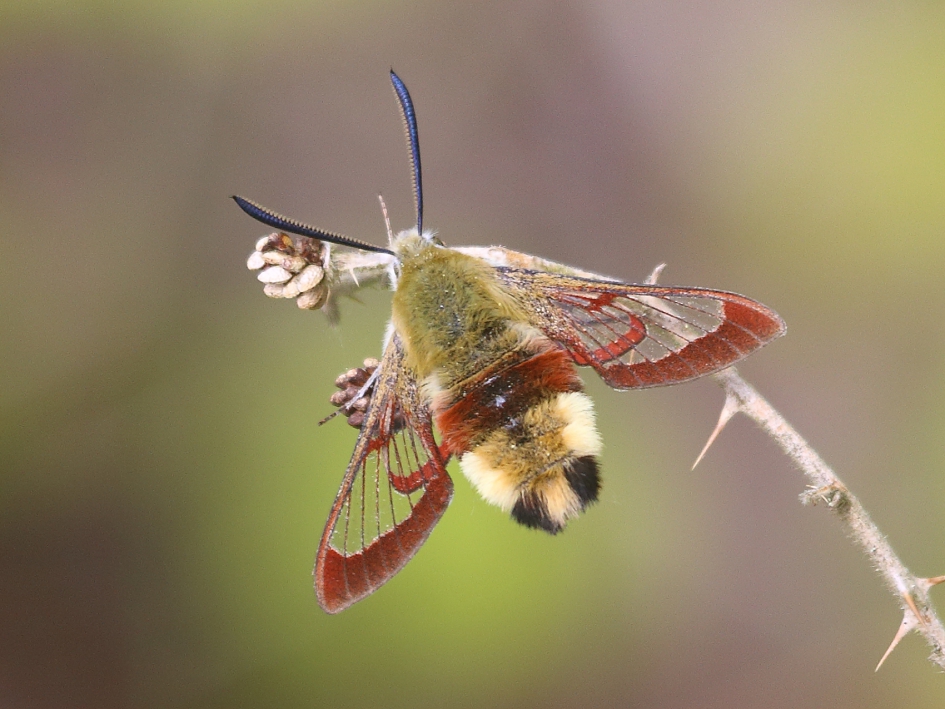 Glasvleugelpijlstaart - Geleedpotigen - Glasvleugelpijlstaart
