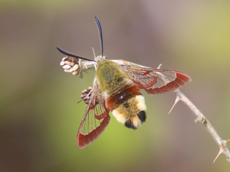 Glasvleugelpijlstaart