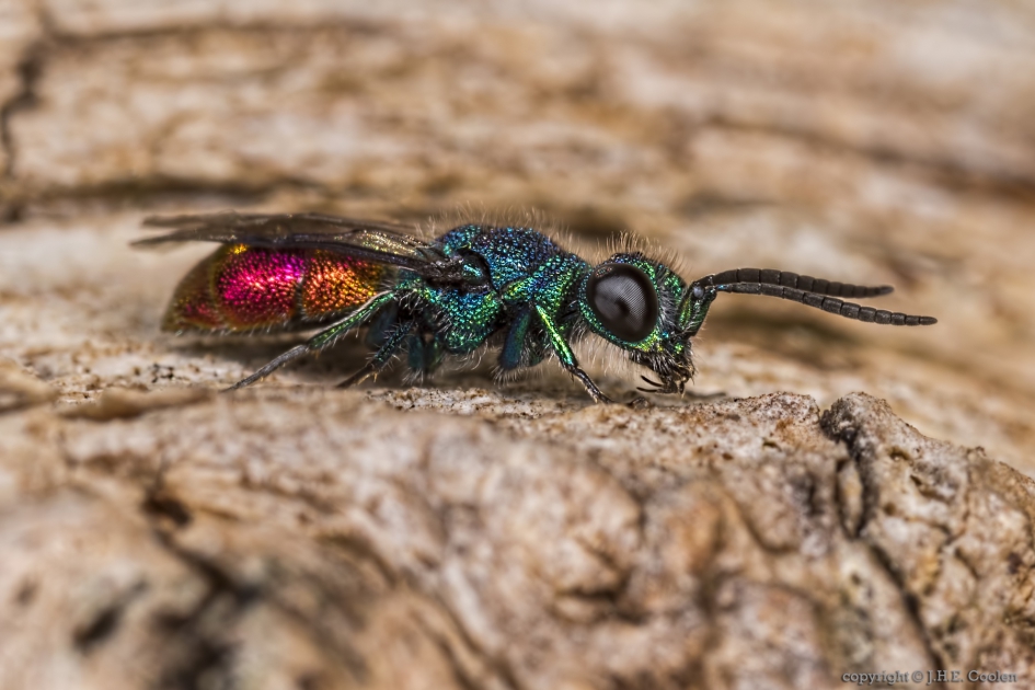 Goudwesp (Chrysis ignita-gr) - Geleedpotigen - Goudwesp