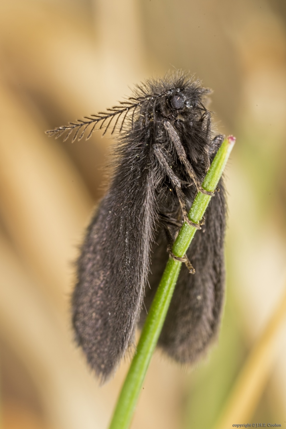 Graszakdrager (Epichnopterix plumella) - Geleedpotigen - Graszakdrager