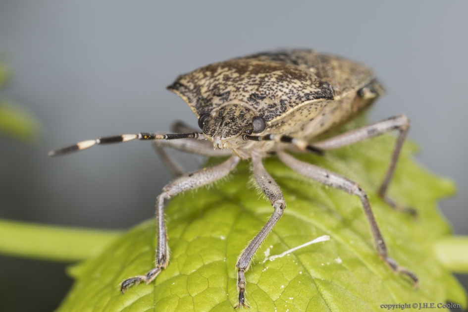Grauwe veldwants (Rhaphigaster nebulosa) - Geleedpotigen - Grauwe veldwants