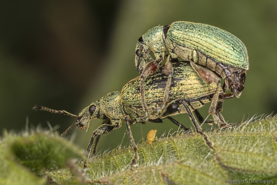 Groene bladsnuitkever (Phyllobius pomaceus) - Geleedpotigen - Groene bladsnuitkever