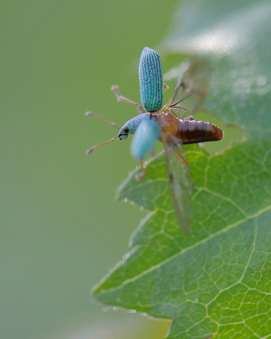 groene snuitkever - Geleedpotigen - groene snuitkever