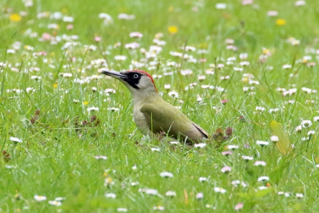 Groene specht