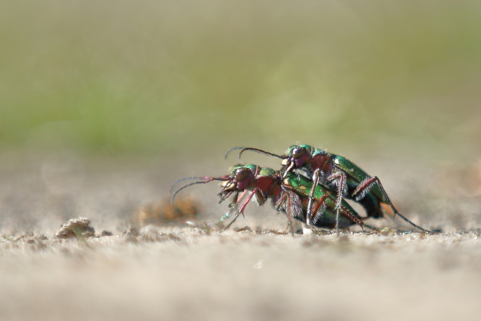 groene zandloopkever - Geleedpotigen - groene zandloopkever