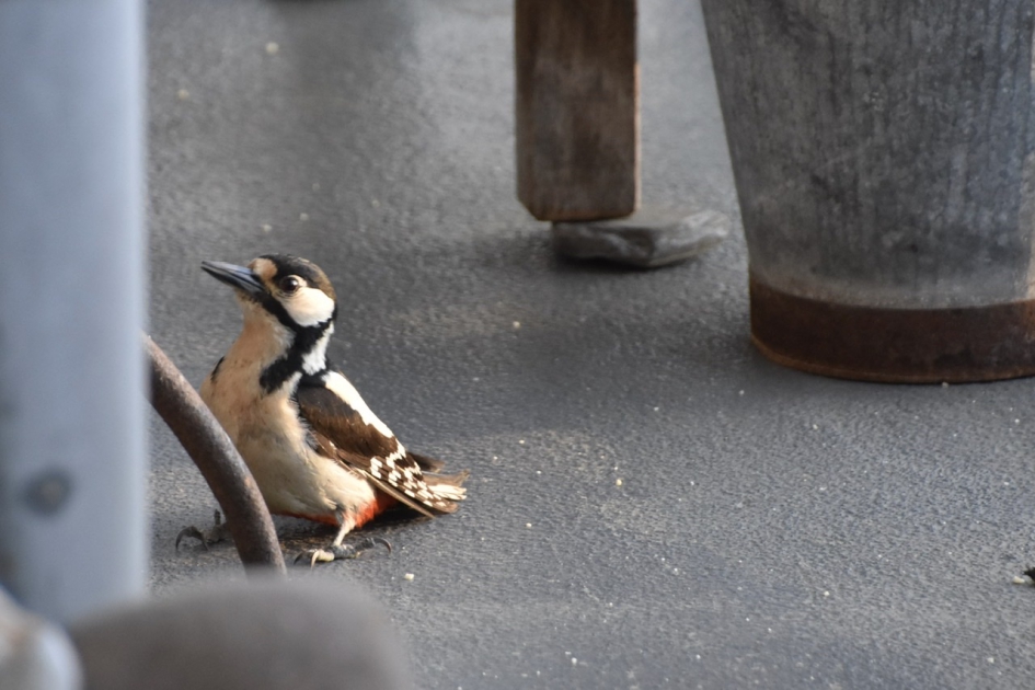 Grote bonte specht (vrouw) - Vogels - 