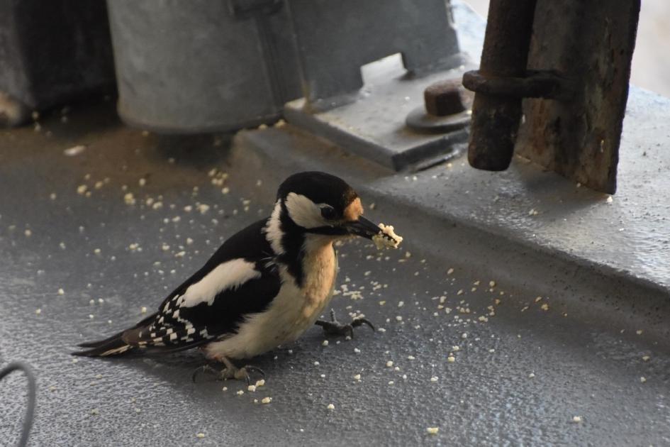 Grote bonte specht (vrouw) - Vogels - 