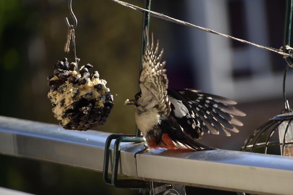Grote bonte specht - Vogels - 